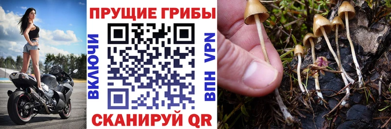 KRAKEN маркетплейс Цимлянск Псилоцибиновые грибы GOLDEN TEACHER закладка